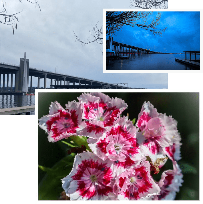 A collage of flowers and water with trees in the background.