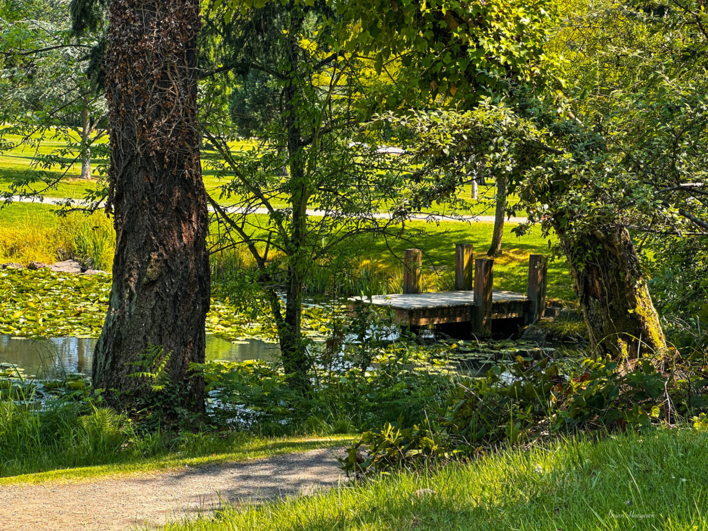 A bench in the middle of a park surrounded by trees.