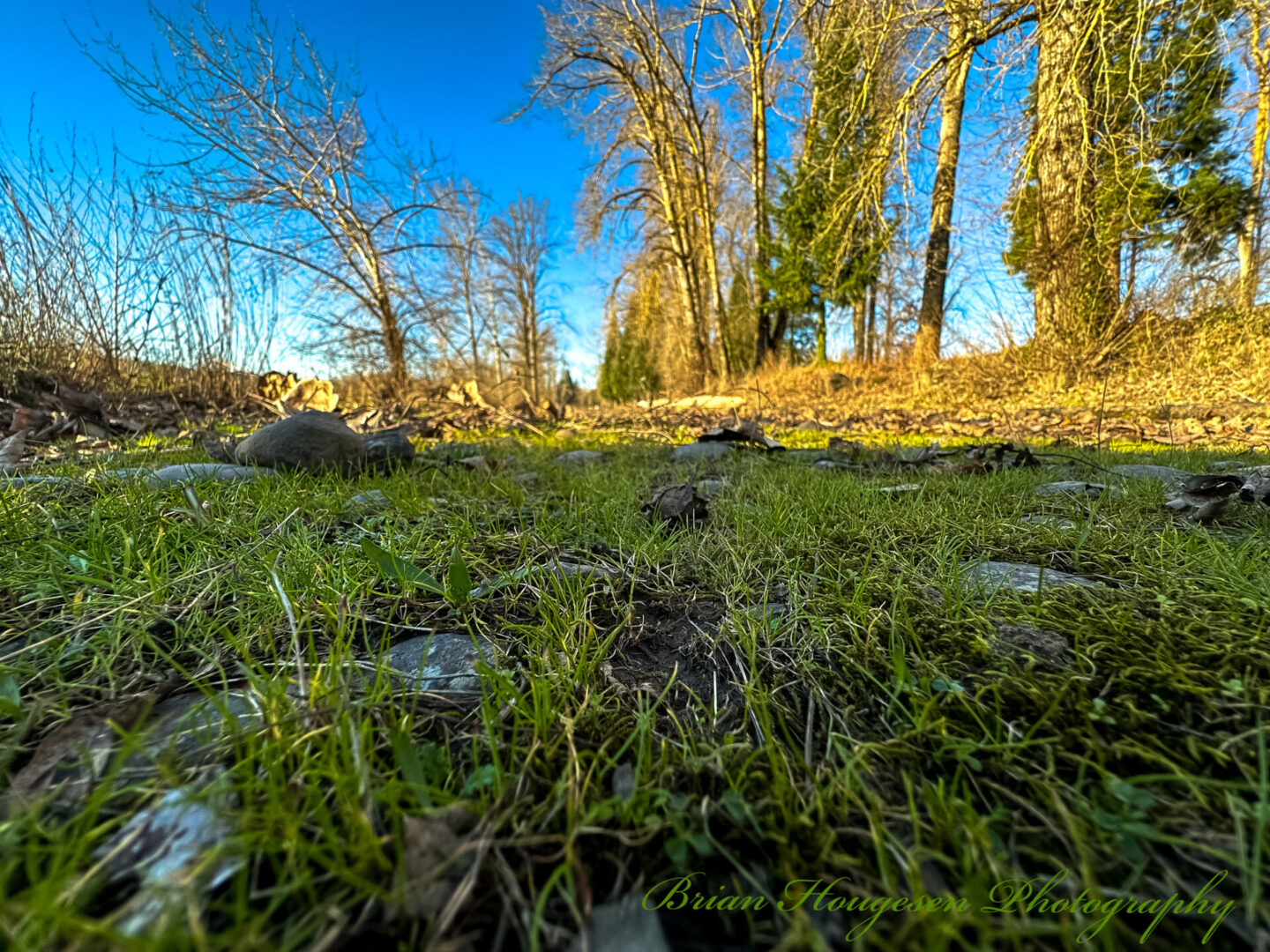 A field with grass and trees in the background.