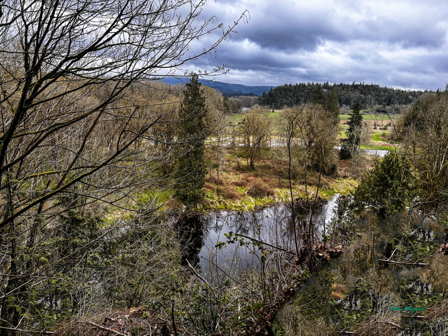 A view of trees and water from above.