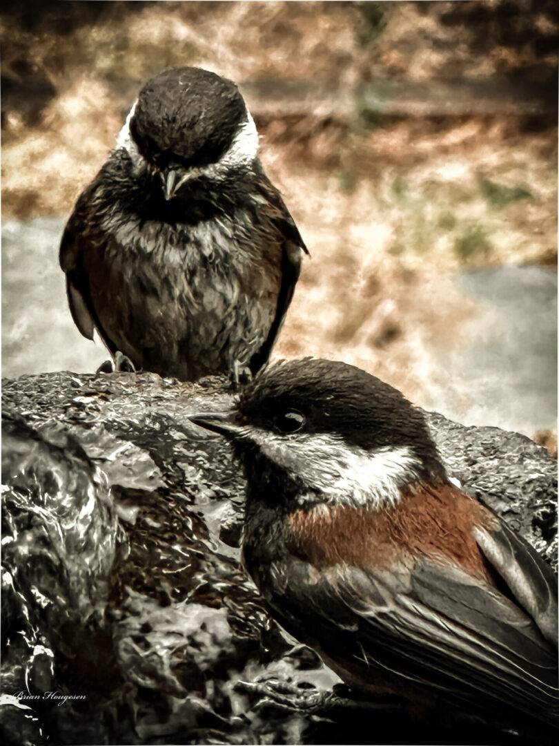 Two birds sitting on a rock in the forest.