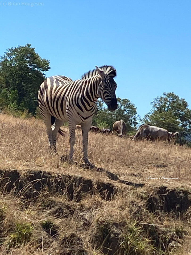 A zebra standing on top of a dry grass field.