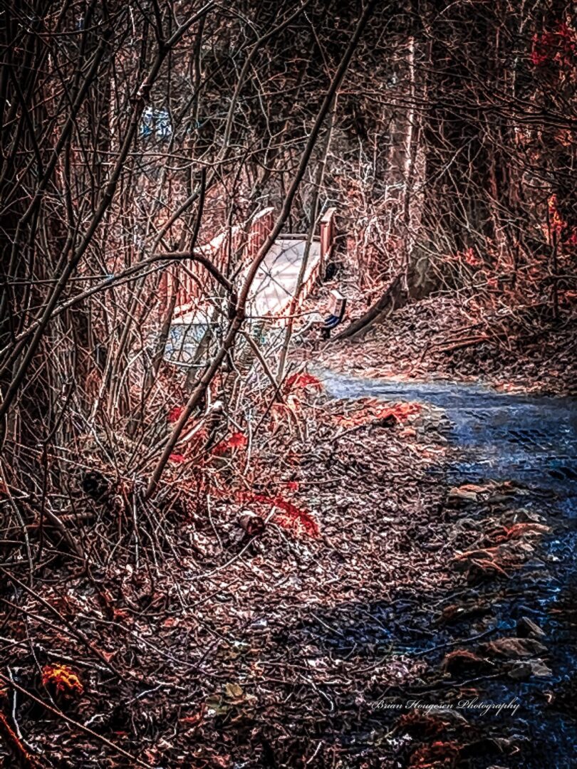 A stream running through the woods with red leaves.