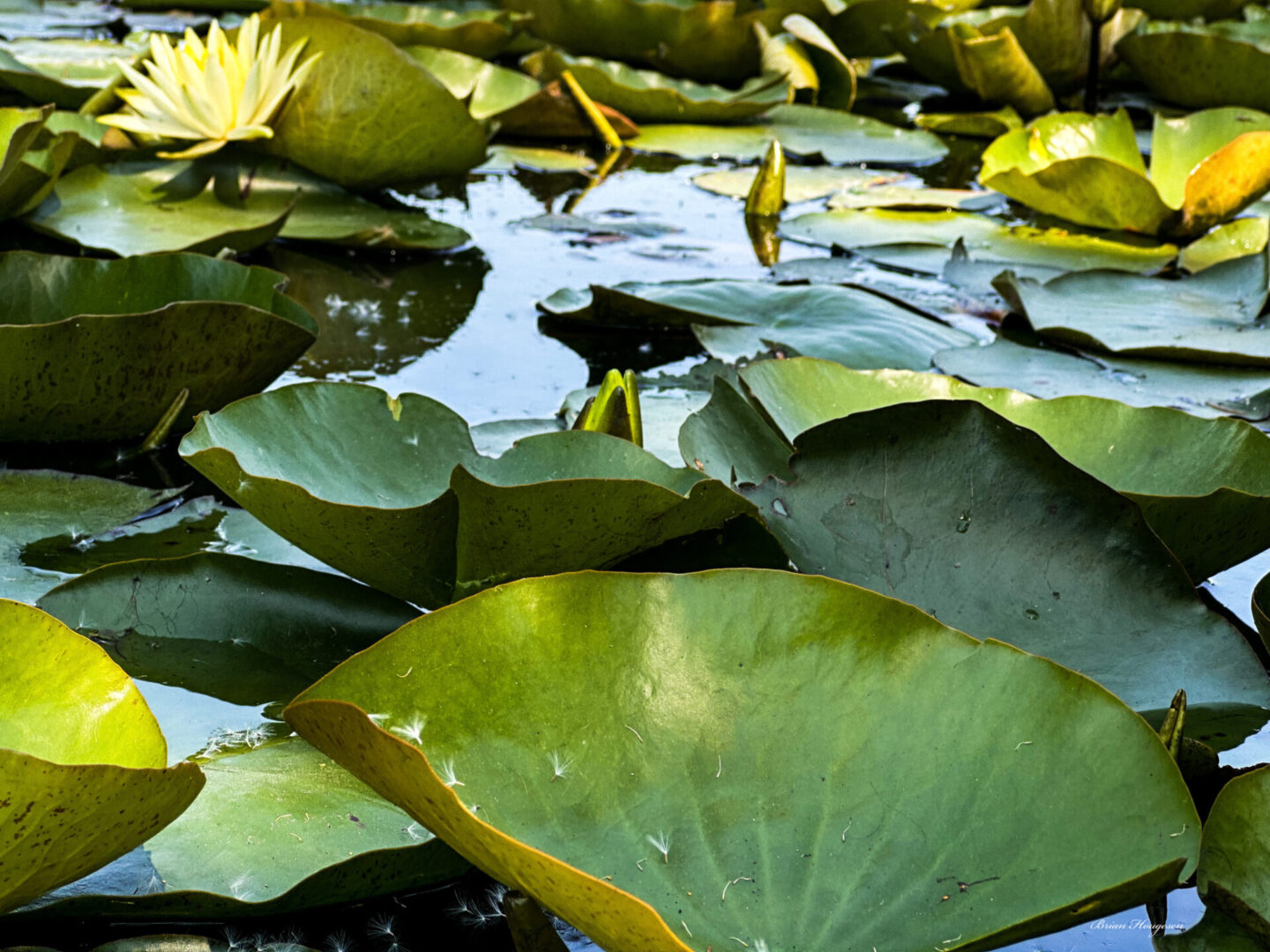 A pond filled with lots of green water lilies.