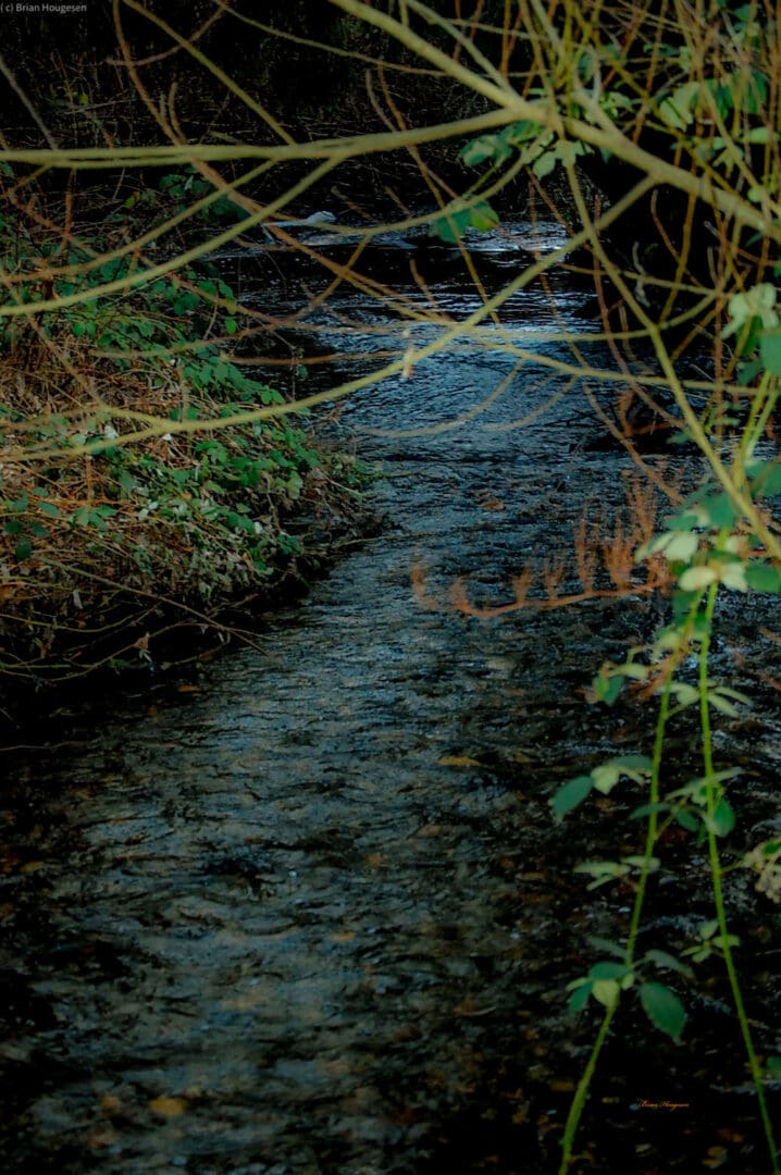 A stream running through the woods with green leaves on it.