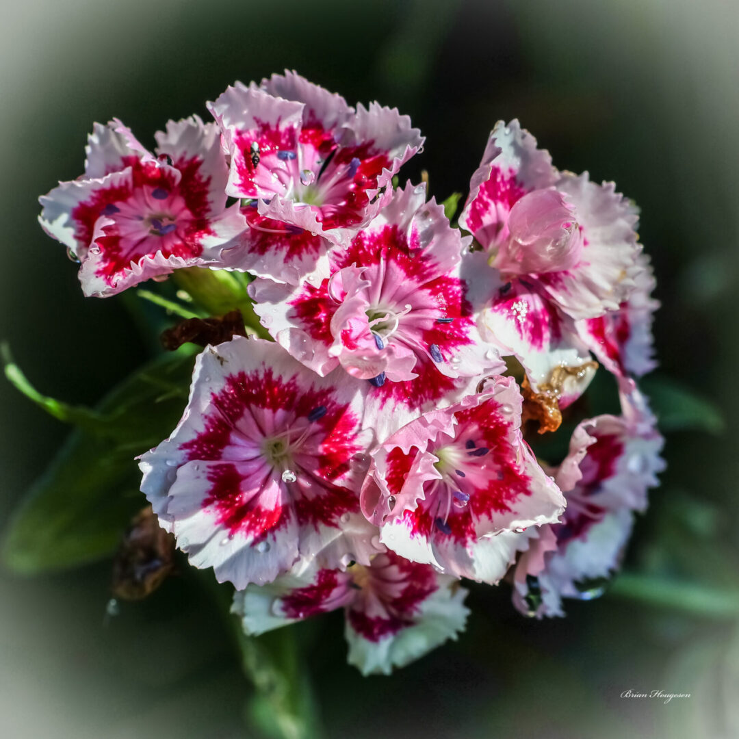 A close up of some flowers with red and white petals