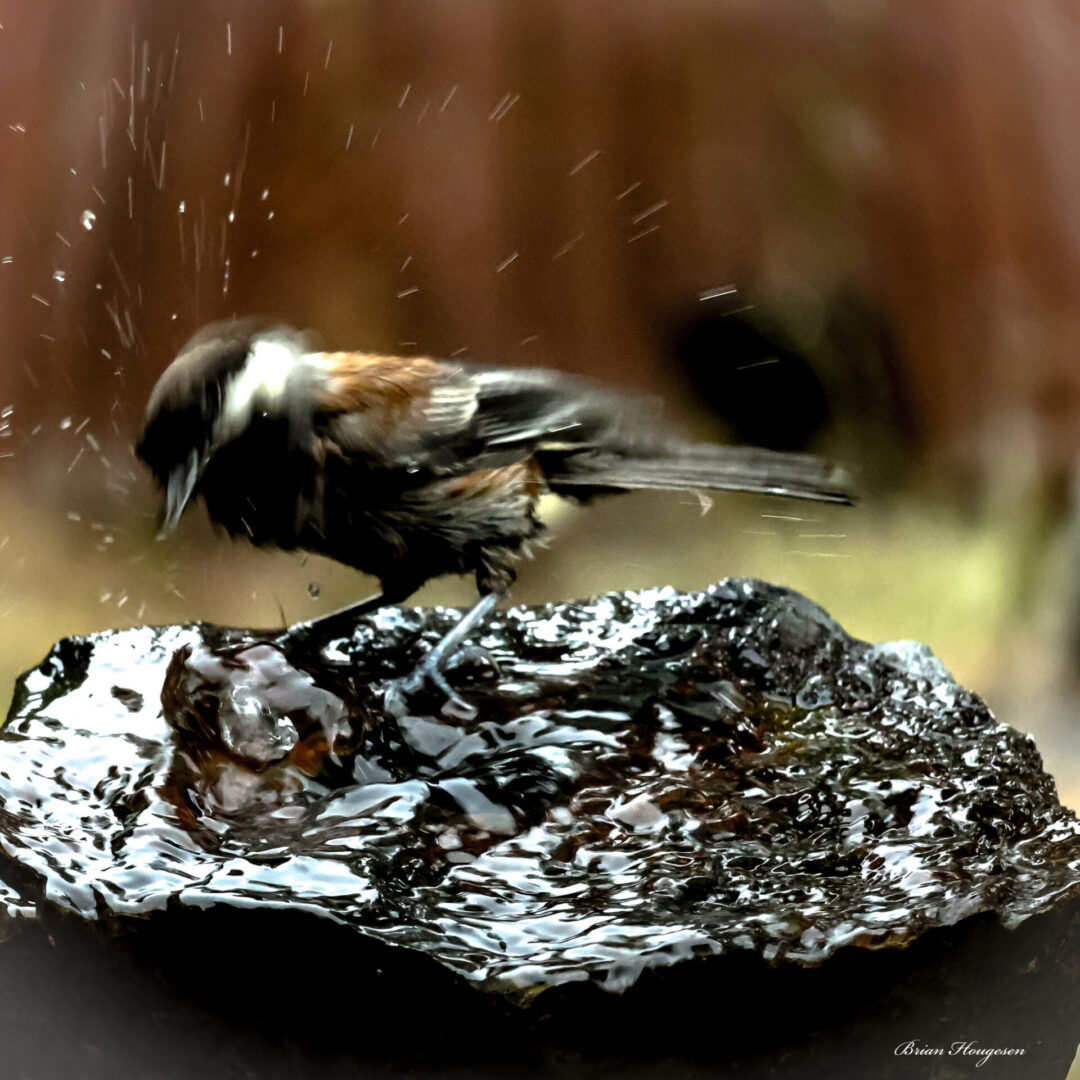 A bird sitting on top of some tin foil.