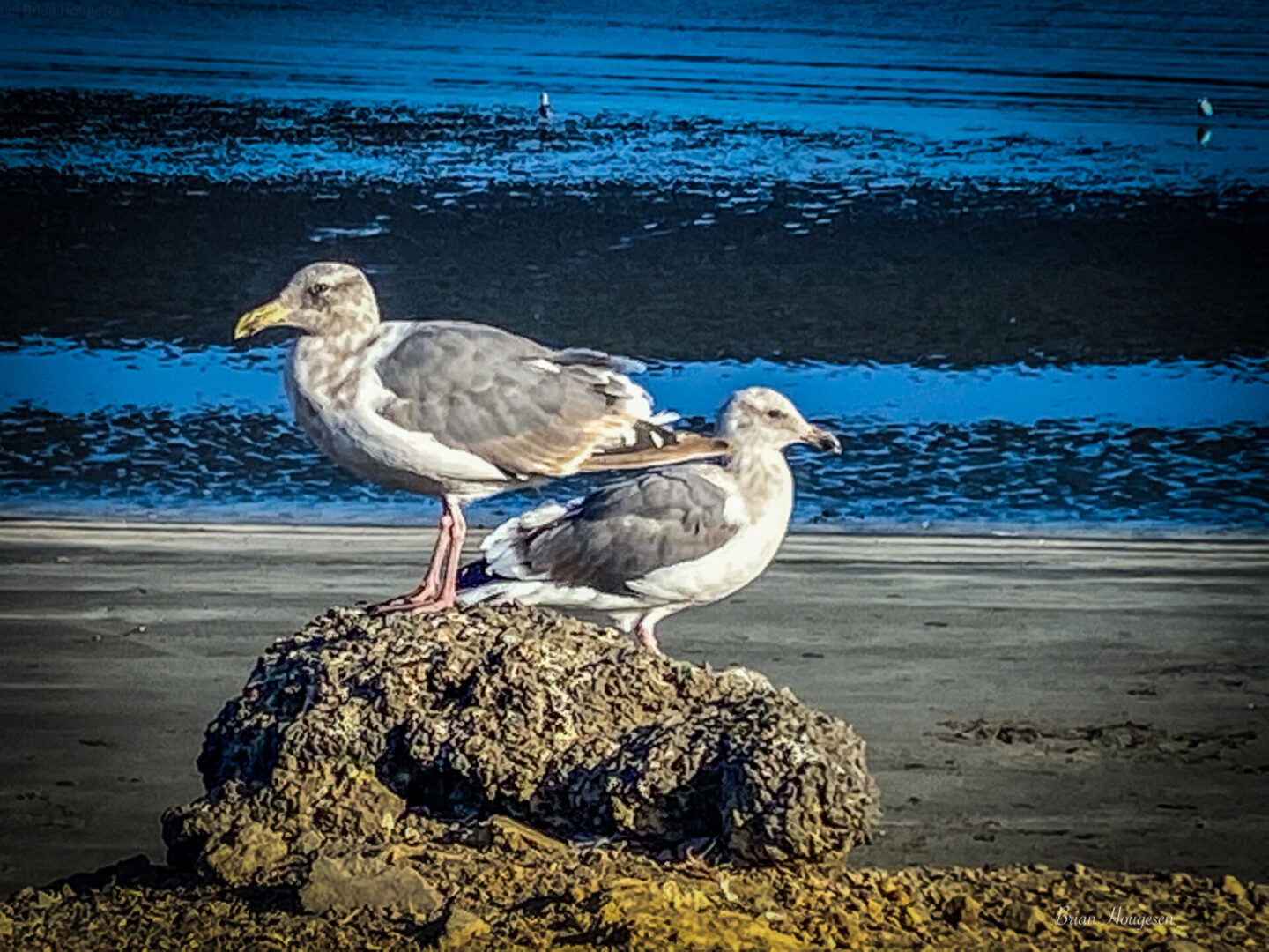 Two birds sitting on a rock near the ocean.