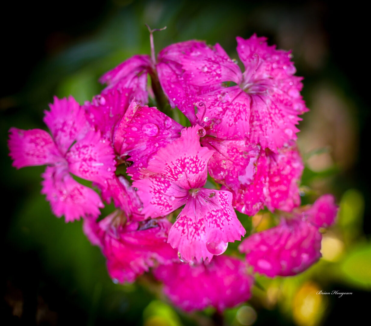 A close up of some pink flowers with water drops on them