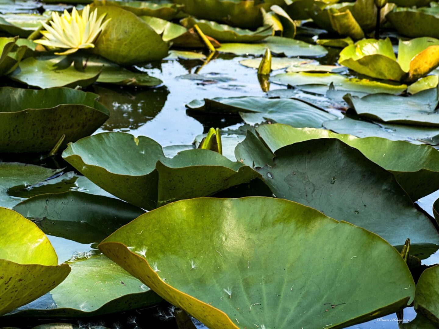 A pond filled with lots of green leaves.