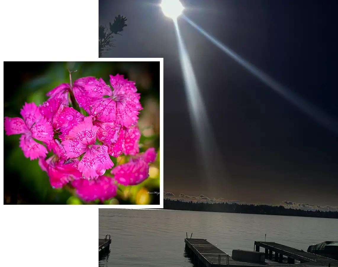 A picture of flowers and the sun shining on water.